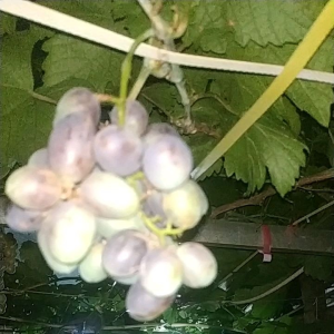 Bibit anggur import jenis GOSV