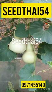 เมล็ดน้ําเต้าลูกกลมบรรจุ35-40 มล็ดโปรโมชั่นสั่ง3แถมฟรี1