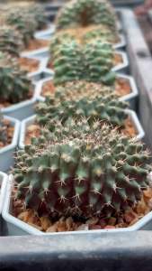 กระบองเพชร แคคตัส ยิมโนคริส กระถางใหญ่ 3 นิ้ว