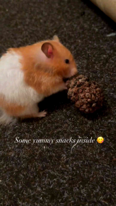 PINECONE MAINAN & DEKORASI KANDANG HAMSTER《ISI 4 PCS》