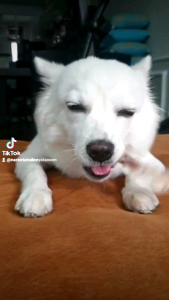 หูกระต่ายอบเเห้ง (มีขน)  100กรัม