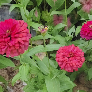 เมล็ดพันธุ์บายชื่นคละสี บรรจุ 300เมล็ด สั่ง5แถม1