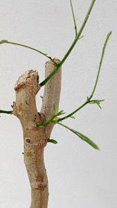 มาแล้วจร้าชะอมไร้หนามของแท้ตรงปกส่งตรงจากสวน กิ่งสวย รากแน่น ปลูกได้ทุกสภาพดิน แค่ตั้งกิ่งไว้ก็แตกยอดรัวๆ เปิดใจสั่งซื้อกันได้นะค่ะ