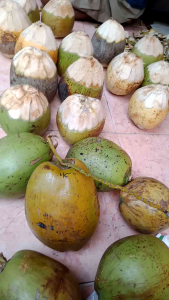 Kelapa Kopyor Ukuran Sedang 1 Biji Enak Fresh Pati