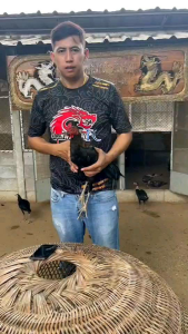 ไข่ไก่ชนโกเซ้ม100%พม่าตีก๋อย แสนคีรี เกิดจาก มนต์ดำ ค่าตัว 5 ล้านบาท + แม่พันธุ์เบอร์ 1 โกวเซ้มฟาร์ม ค่าตัว 1.5 ล้านบาท+(แม่แท้เจ้ารอนนี่)ลูกมีผลงานแล้วนำเข้าผสมกับแม่สายโรงหมี่/โกเซ้ม/ชัยยัน/หนุ่มเชียงใหม่/สบสาซิตี้/ส.มีสุวรรราคา3ฟอง360