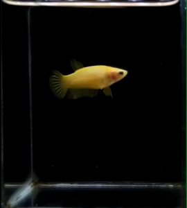 ฟิลเลอร์ผิวหน้า ปลากัด สีเหลือง 1 ตัว แข็งแรง ตรงปก พร้อมรัด คัดเกรด มีรับประกัน (สีเหลือง)