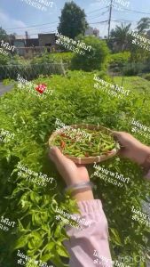 เมล็ดพันธุ์ เมล็ดพริกขี้หนู หอม สุพรรณ บรรจุ100-200เมล็ดกดสั่ง10ซองแถมฟรี1ซอง เมล็ดพริกขี้หนูแท้ เมล็ดพริกขี้หนูแท้ ราคา - Lazada