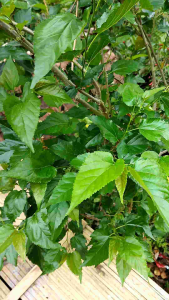 Daun murbei atau Babasaran segar 250 gram