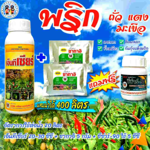 [3 แถม 1] ตราเงาะคู่ ฮอร์โมนพริก ถั่ว แตง มะเขือ ดอกดก ผลดก ขั้วเหนียว