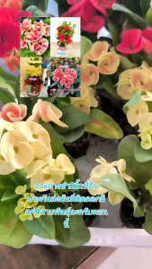 ต้นโป๊ยเซียนส่งพร้อมกระถางดอกใหญ่กระถาง2นิ้ว