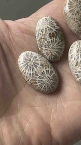 ❤️❤️Fossil Coral Stones Cabochon in Oval Shapes 5 pcs ❤️❤️