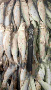 ikan asin peda JAPUH JUHI SERO Murah MERIAH!!!
