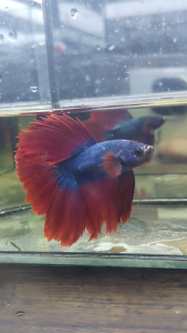 HALFMOON ROSE TAIL BETTA FISH JUNIOR