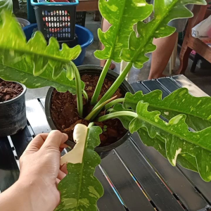 ฟิโลใบเลื่อยด่างสวย