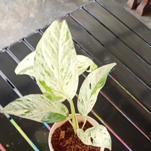 ต้นอิพิมาเบิ้ล กระถาง 5 นิ้ว EP marble