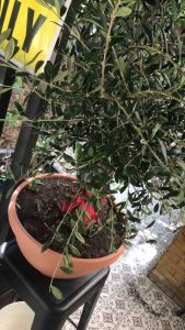 [ต้นโอลีฟ ของแท้] ต้นมะกอก ทนแดด-ฝน ไม่รดน้ำ ไซต์ XL 50-60cm พร้อมใบเซอร์การันตรี นำเข้า พร้อมเลขPlants ฟอร์มสวย ฟอร์มดี