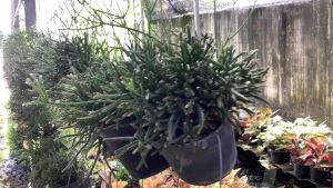 ต้นริพซาลิสป็อบอาย ริพซาลิส ต้นริพซสลิส แคคตัส กระบองเพชร กระบองเพชร ป๊อบอาย (Rhipsalis baccifera) ขนาดกระถาง 4 นิ้ว