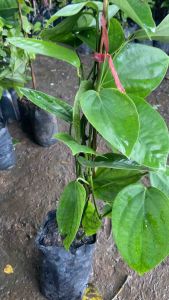 ต้นพริกไทยซีลอน