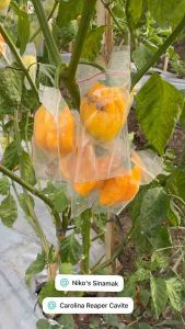 YELLOW HABANERO Pepper Seeds - 25 seeds pack