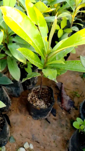 ต้นมะริดแดง อินโด ผลใหญ่ ขนาด 15-30 เซนติเมตร