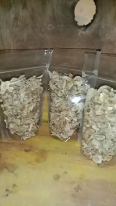 Akar pohon pepaya kering siap pakai