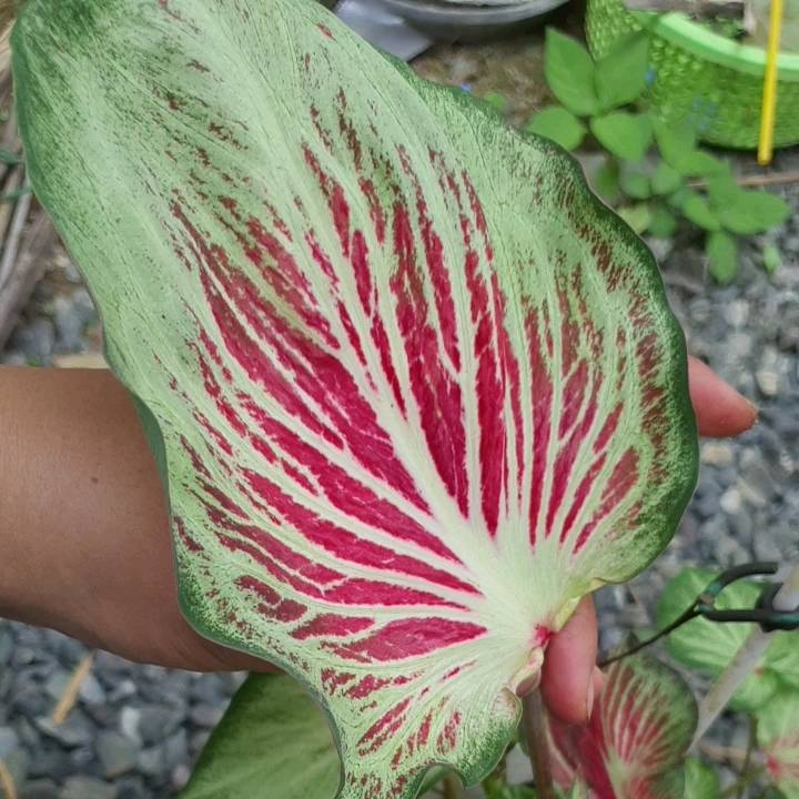 📣บอนกาบ ตรีศูลหนุมาน🌺พระโมคคัลลานะ🌺นาคราช🌺 พิกุลทอง 🌺เทพคีรี(แม่ด่าง)🌺 ...