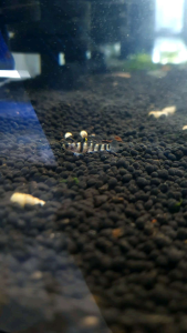 Dwarf Tiger Goby/Ornamental fish/Freshwater/Readystock