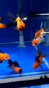 Mixed Tri Colour Oranda Goldfish/Ornamental fish/Freshwater/Readystock
