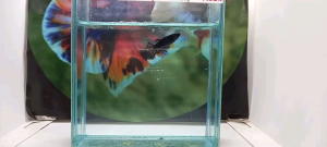 BETTA FEMALE AVATAR COPPER (BABY) BODY 1.5CM - Continue groom size