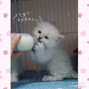 [READY STOCK] Pet Nursing Milk Bottle puppy kitten hamster dog cat Feeding bottle Feeder bottle | 宠物奶瓶 猫狗仓鼠兔子奶瓶 喂奶