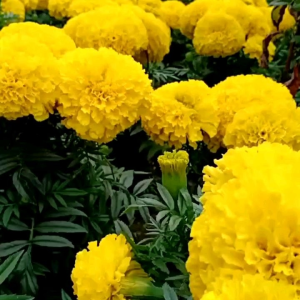 (KEMASAN PREMIUM) BIJI/BENIH BUNGA BIG YELLOW MARIGOLD (isi -+100 butir)