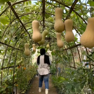 (KEMASAN PREMIUM) BIJI/BENIH LABU MADU BUTTERNUT ( isi -+15 butir benih)