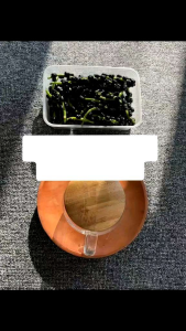 200 biji buah binahong merah Atau angkung segar obat struk alami