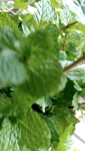 Daun mint segar order baru petik organik 500 gram