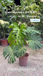 TKL - Big Size Monstera Deliciosa/Monstera Stand 70-90cm 大型龟背竹/柱装 70-90cm