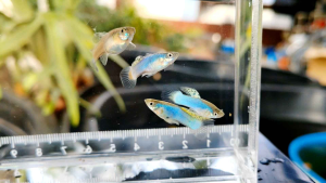 (Pair) Singa Blue Endlers (Poecilia wingei) / Guppy / Fish