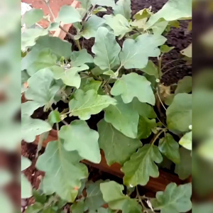 10 BIJI BENIH TERONG BLACK BEAUTY (REPACK)