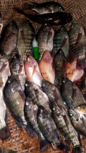 Essen Debus Tanpa Umpan Spesial Bandul 15ml