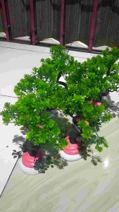 pohon bonsai plastik dekorasi aquarium Aquasceape