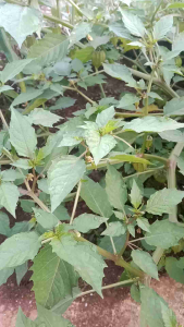 daun ciplukan/cecedet fresh 500g