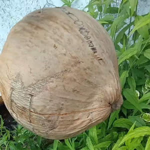 รังนกหงส์หยกกระรอกกระแตทำจากมะพร้าว