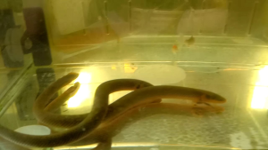 CALABARICYS REEDFISH/草绳恐龙鱼/(8-9inci)