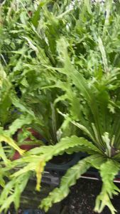 ข้าหลวงญี่ปุ่นด่าง ชื่อวิทยาศาสตร์: Asplenium antiquum Makino cv. Japan Variegated ชื่อสามัญ: – ชื่ออื่น: – วงศ์: ASPLENIACEAE ลักษณะทางพฤกษศาสตร์ ต้น พืชจำพวกเฟิน กลุ่มเฟินอิงอาศัย เหง้าสั้นตั้งตรง มีรากจำนวนมาก เกล็ด รูปแถบ ปลายเรียวแหลม โคนกึ่งต