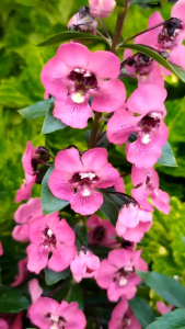 Tanaman Hias Bunga Angelonia Lavender: Pilihan Terbaik untuk Taman & Dekorasi