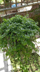 Tanaman Hias Gantung Callisia Repens Rimbun