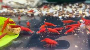 Tép cảnh màu bloody marry Trang trí hồ thuỷ sinh cá cảnh