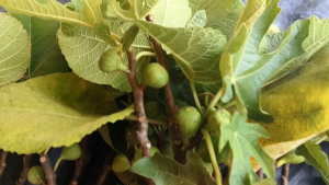 PAKET 5 CANGKOK BUAH TIN SUDAH BERBUAH