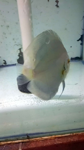 Discus Aquascape / Discus Blue Diamond kualitas terbaik