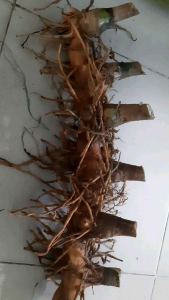 củ cát lồi - củ cây mía dò tươi