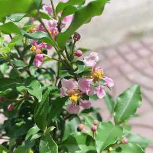 Mai bonsai Hồng Ngọc mini